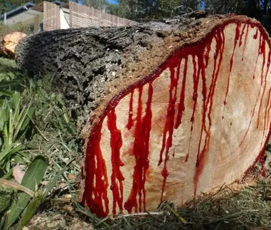 درخت