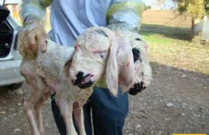 بره