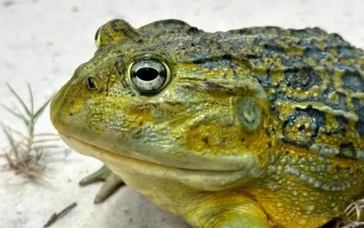 بزثیص