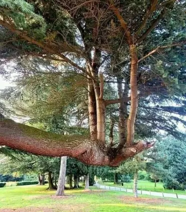درخت