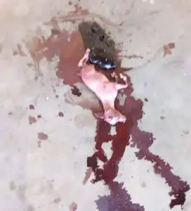 نوزادعجیب1