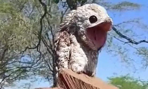 قبثق