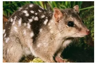موشش5