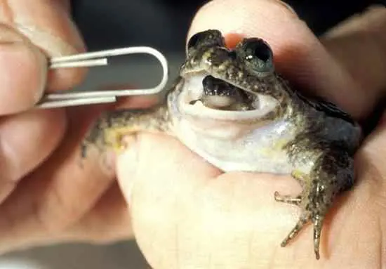 1397460623-parsnaz-ir