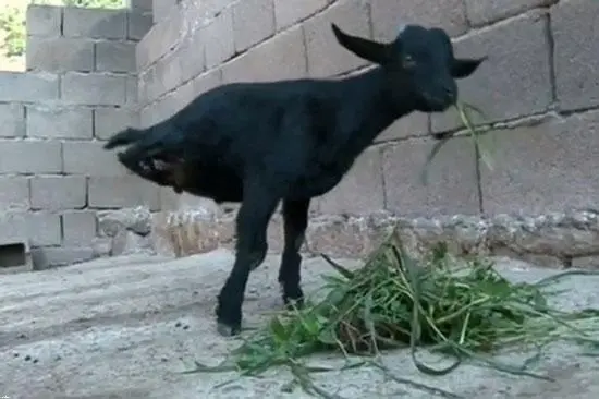 بز6