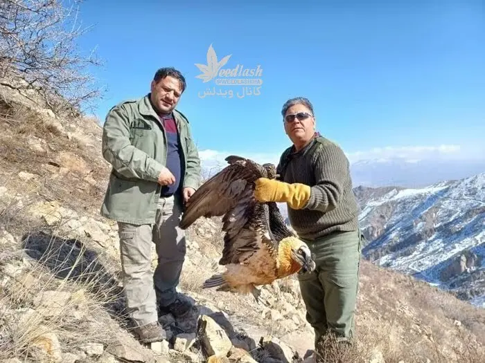 همای سعادت