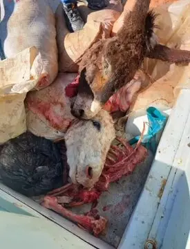 ثیثصی