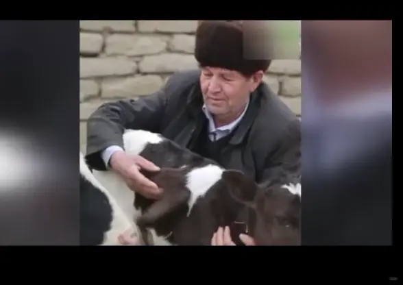 گاو