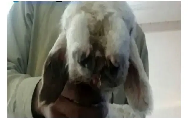 گوسفند 5