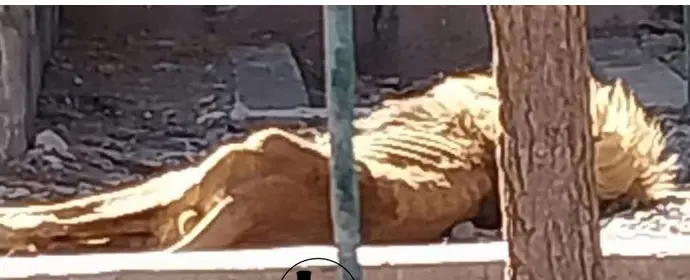 باغ وحش