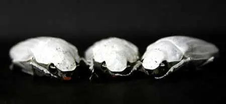 Beetle-that-is-the-whitest-in-the-world