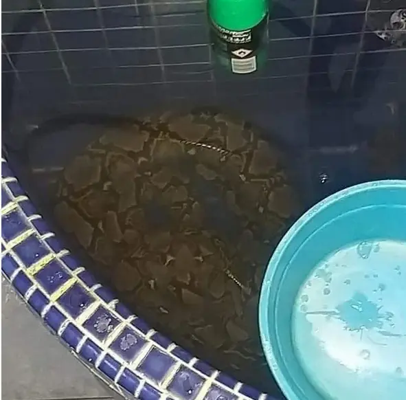 مار