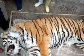 افشای دلیل خفگی ببر 11 ساله در باغ وحش مشهد