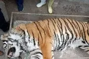 افشای دلیل خفگی ببر 11 ساله در باغ وحش مشهد