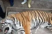 افشای دلیل خفگی ببر 11 ساله در باغ وحش مشهد