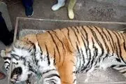افشای دلیل خفگی ببر 11 ساله در باغ وحش مشهد