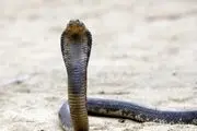 حمله مرگبار یک مار به اعضای یک خانواده در خواب!
