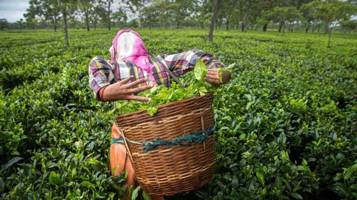 سریلانکا به جای بدهیاش به ایران چای میدهد!
