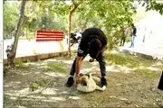 اعتیاد سگ‌ها در پاتوق معتادان!
