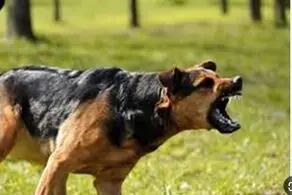 بلای وحشتناکی که حمله این سگ سر دختر بدبخت آورد+ عکس