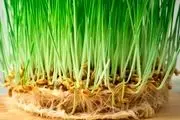 زمان کاشت سبزه برای عید نوروز/  هر کدام از سبزه های عید چند روزه سبز میشه؟