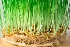 زمان کاشت سبزه برای عید نوروز/  هر کدام از سبزه های عید چند روزه سبز میشه؟