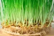 زمان کاشت سبزه برای عید نوروز/  هر کدام از سبزه های عید چند روزه سبز میشه؟