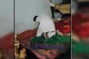 همدستی بی رحمانه پدر و پسرانش برای قتل دختر خانواده و انتشار فیلم قتل در مجازی