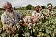 با دیدن دورهمی تریاکی ها در دوره قاجار برق از سرتان می پرد+ عکس