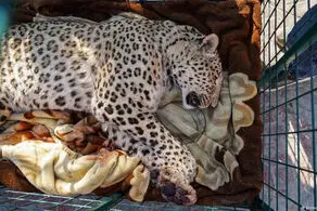 پلنگ باغ وحش ارم با مرگ دست و پنجه نرم می‌کند+عکس