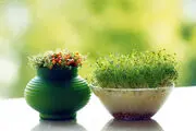 بهترین زمان برای کاشت سبزه عید چه موقعی است؟