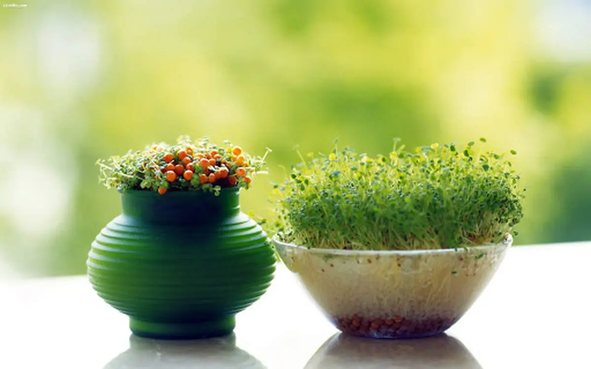 بهترین زمان برای کاشت سبزه عید چه موقعی است؟