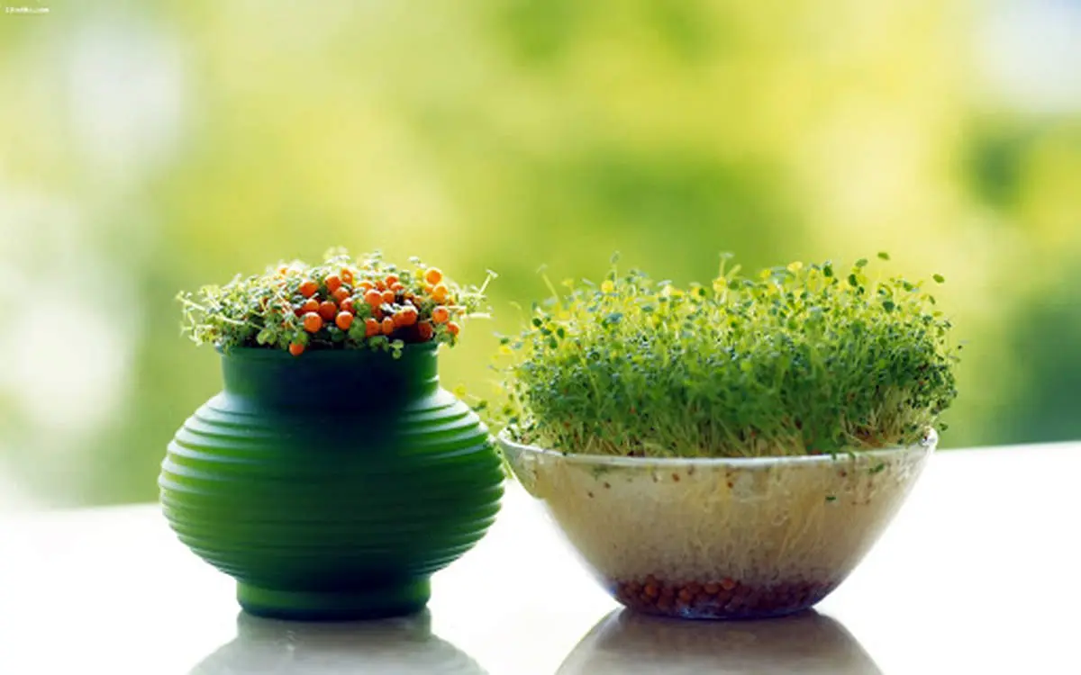 گل و سبزه عید چند؟