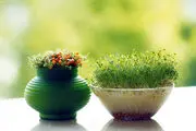 گل و سبزه عید چند؟