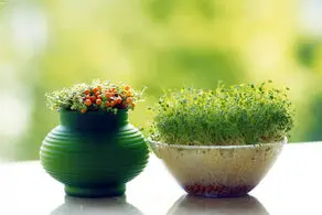 بهترین زمان برای کاشت سبزه عید چه موقعی است؟