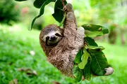حیوانات عجیب‌الخلقه‌ای که متعجب‌تان می‌کند!+عکس