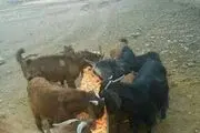 پفک خوردن جالب بزها!+عکس