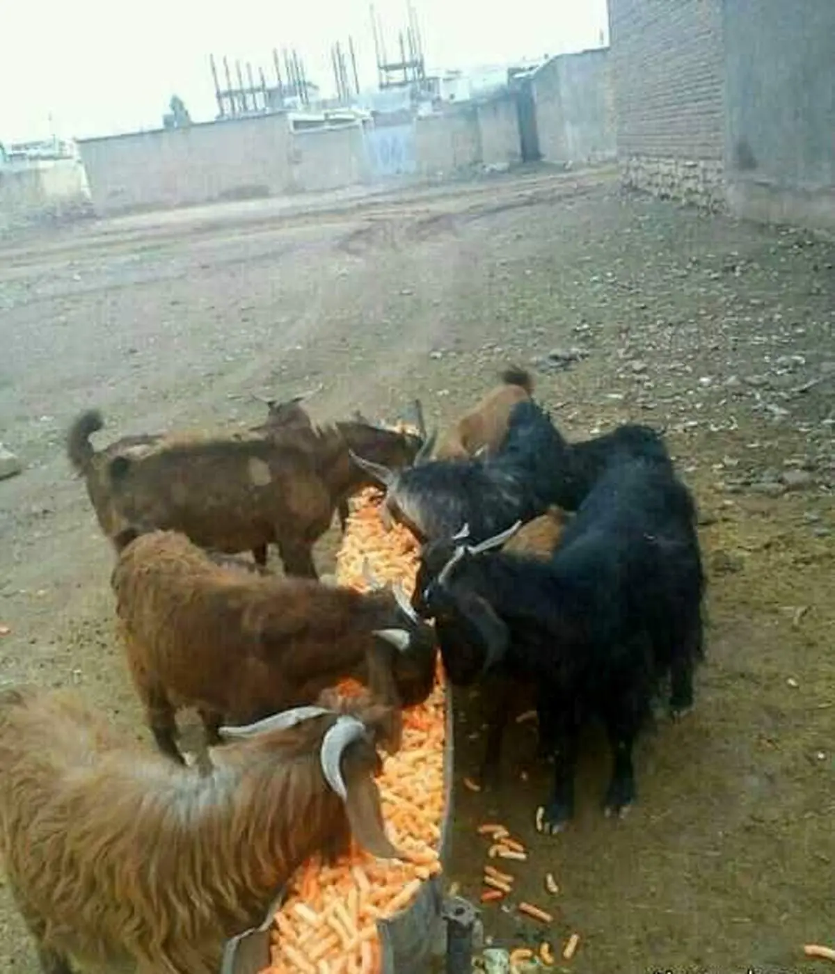پفک خوردن جالب بزها!+عکس
