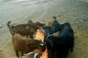 پفک خوردن جالب بزها!+عکس