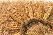 قیمت جدید سبوس اعلام شد