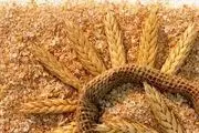 قیمت جدید سبوس اعلام شد