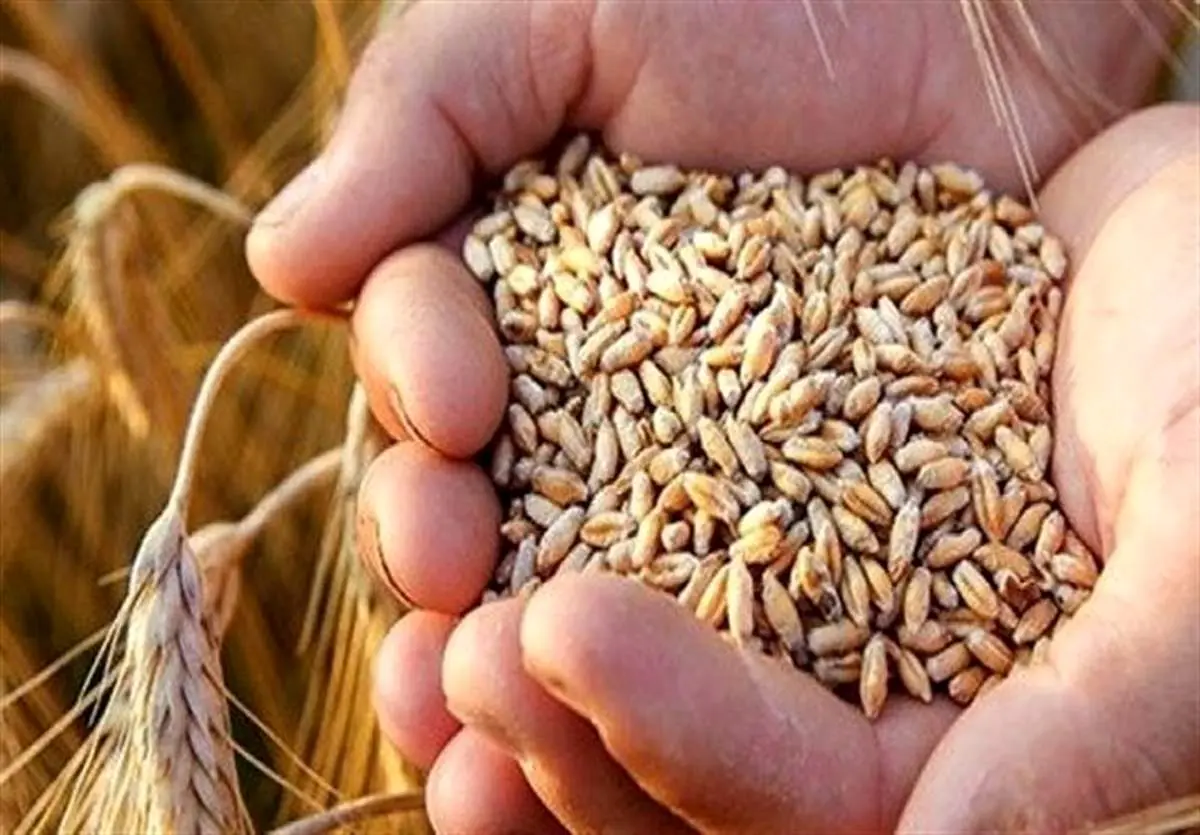 کاهش ۳۰ درصدی مصرف گندم پس از اصلاح یارانهها