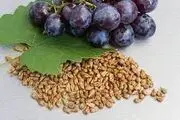 افزایش طول عمر با این ماده غذایی!
