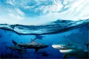 این حیوان عجیب و ترسناک حاصل جفت گیری نهنگ و دلفین است/ عکس