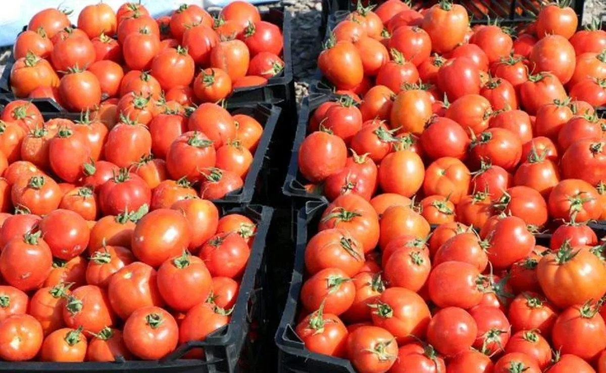 بحران گوجه فرنگی!