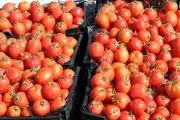 گوجه فرنگی خیلی ارزان شد/ جدول