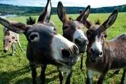 زن عجیبی که چهره ای شبیه قاطر دارد/ عکس

