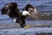 مشاهده پرنده‌ غول آسا در ایلام/ فیلم