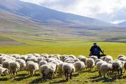 باورتان می شود این چوپان دانشمند برتر جهان شده+ ویدئو