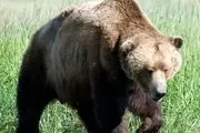 ورود ترسناک خرس گرسنه به آشپزخانه! + فیلم